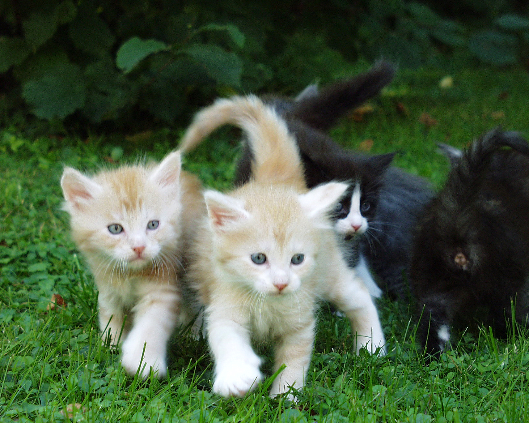 Maine Coon Kittens In Lawn