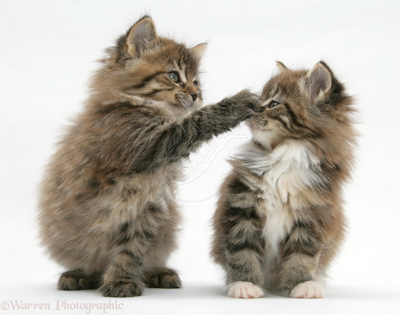 Maine Coon Kittens Picture