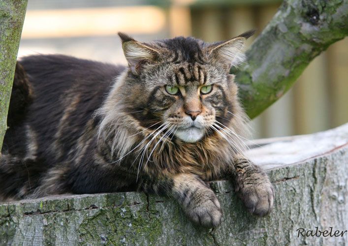 Maine Coon Male Cat