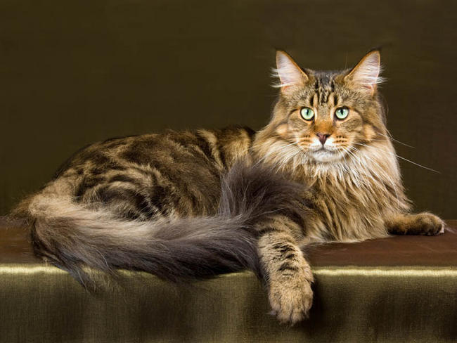 Maine Coon Picture