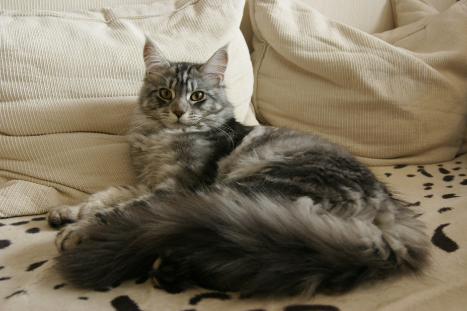 Maine Coon Relaxing