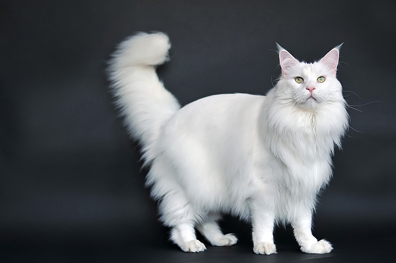 Maine Coon White Cat Picture
