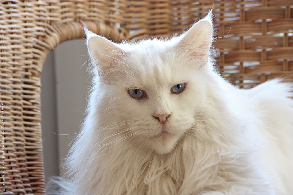 Maine Coon White Picture