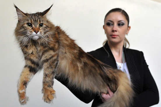 Maine Coon With Girl