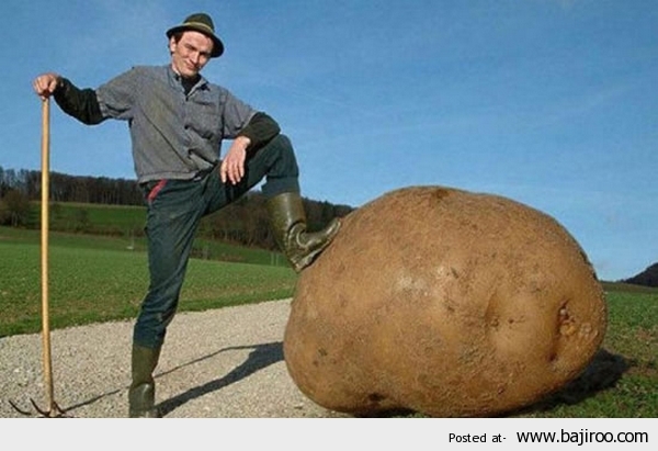 Man Posing With Giant Potato Funny Vegetable