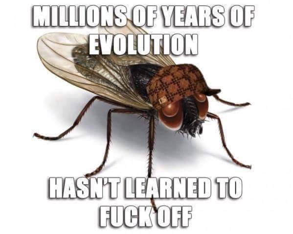 Millions Of Years Of Evolution Hasn’t Learned To Fuck Off Funny Fly Meme