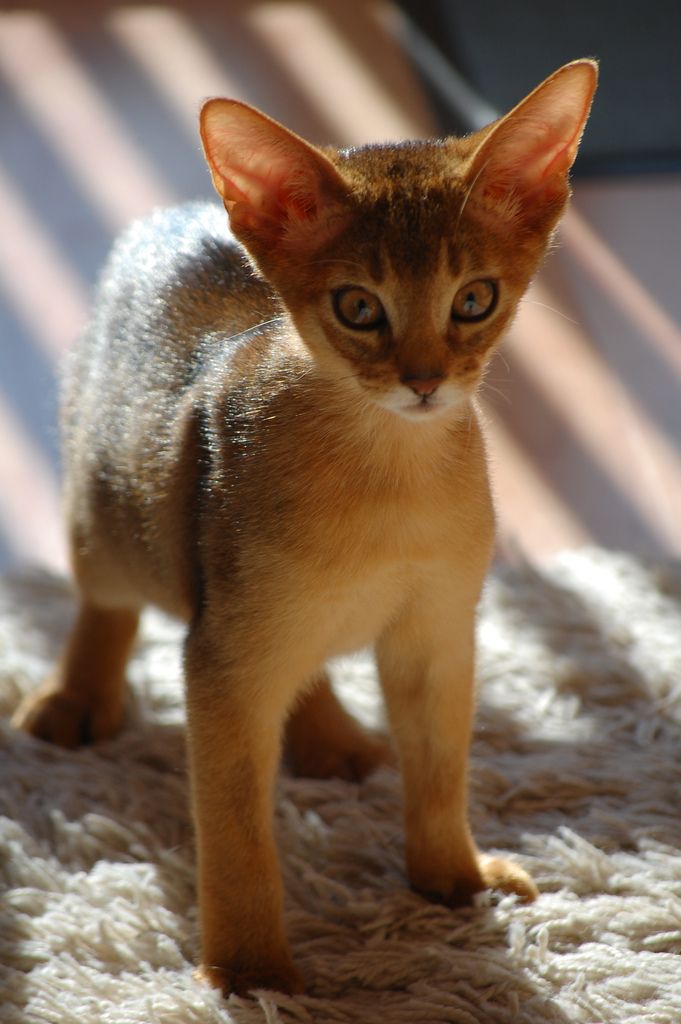 Miniature Abyssinian Kitten Picture