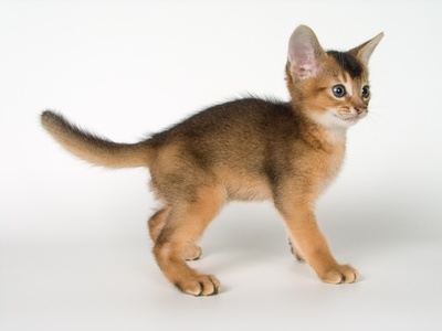 Miniature Abyssinian Kitten