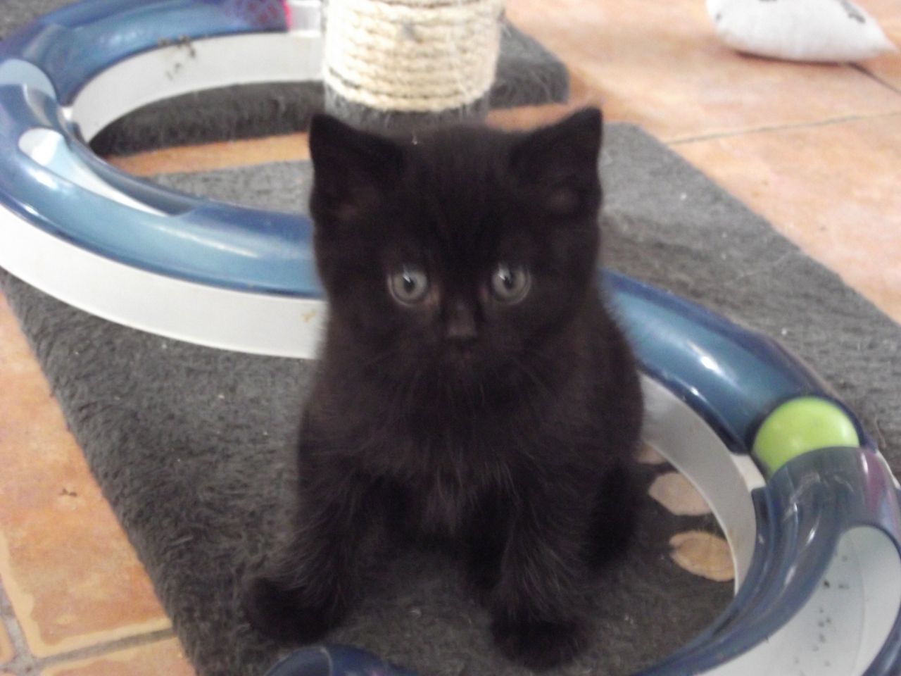 Miniature Black Ragdoll Kitten