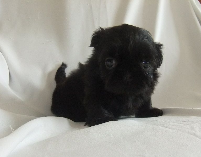 Miniature Black Shih Tzu Puppy