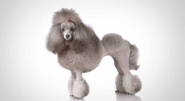 35 Very Beautiful Poodle Dog Pictures