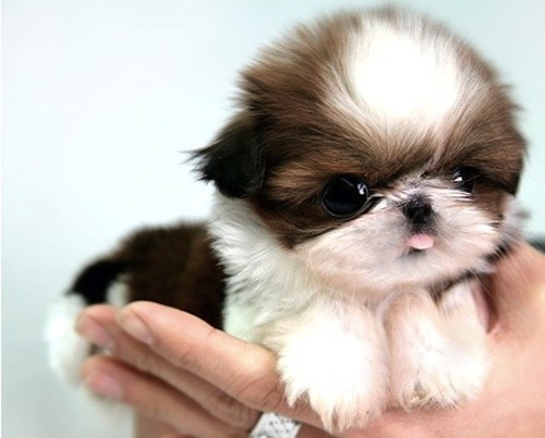 Miniature Shih Tzu Cute Puppy