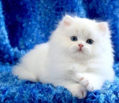 Miniature White Persian Kitten Picture