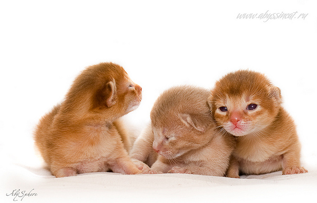 New Born Abyssinian Kittens