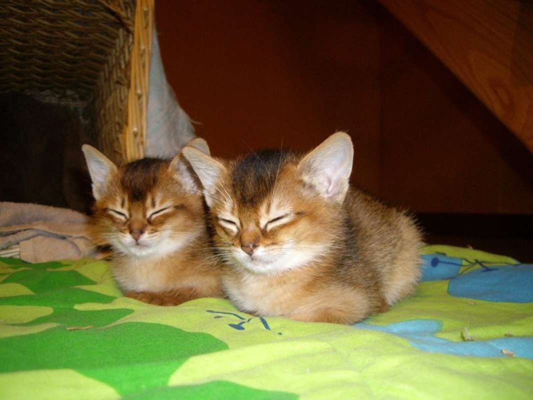 New Born Cute Abyssinian Kittens
