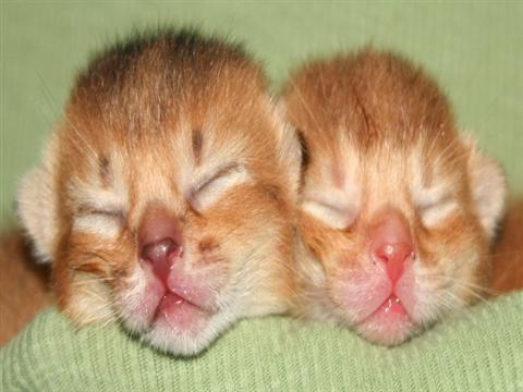 New Born Cute Face Abyssinian Kittens