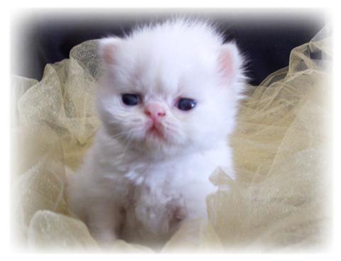 New Born Persian Kitten