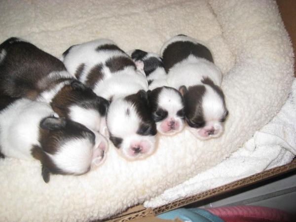 New Born Shih Tzu Puppies
