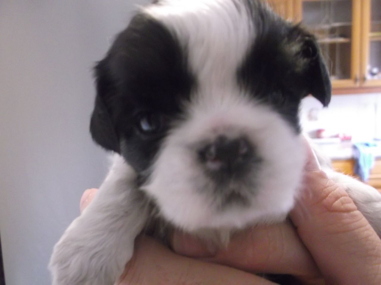 New Born Shih Tzu Puppy Closeup Face Picture