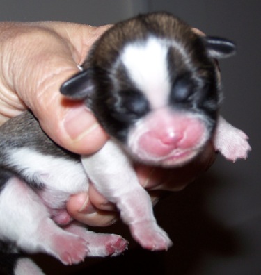 New Born Shih Tzu Puppy In Hand