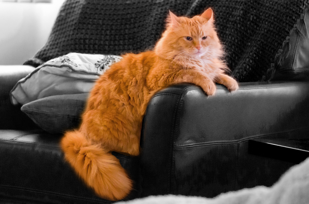 Orange Maine Coon Cat Sitting On Sofa Picture