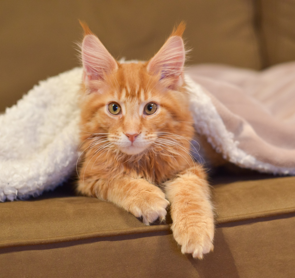 Orange Maine Coon Cat Under Blanket