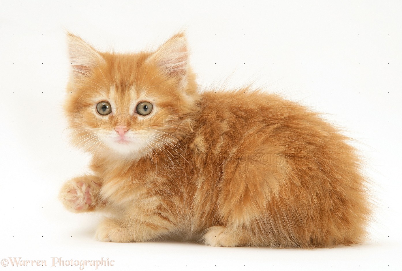 Orange Maine Coon Kitten Image