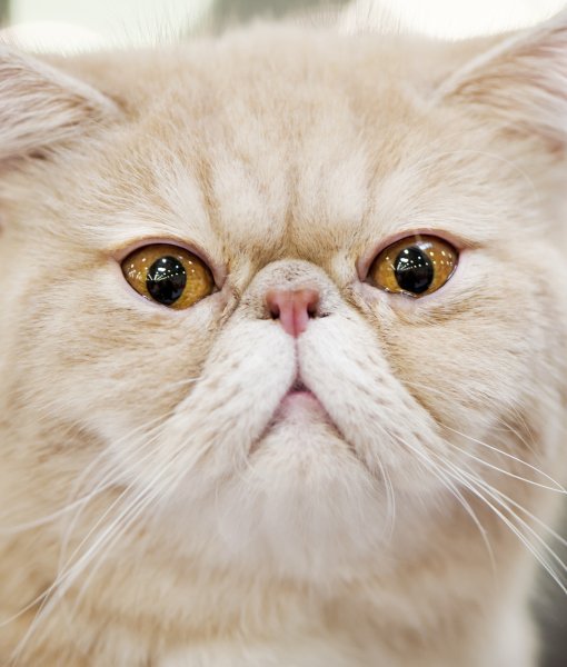 Persian Cat Closeup Face Picture