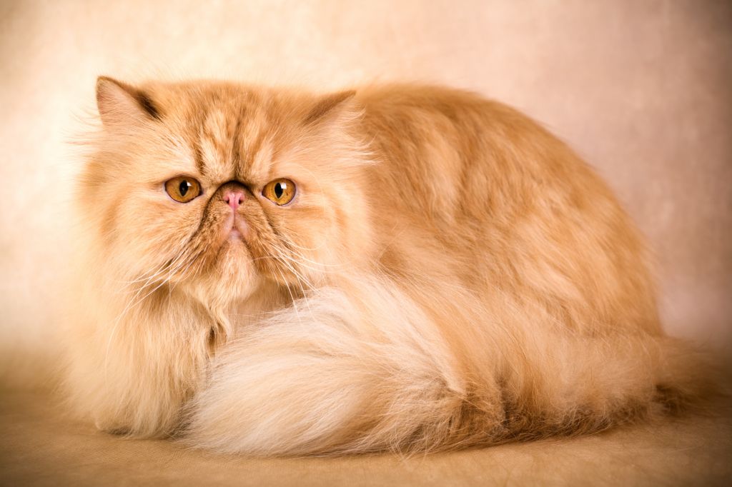 Persian Cat Sitting