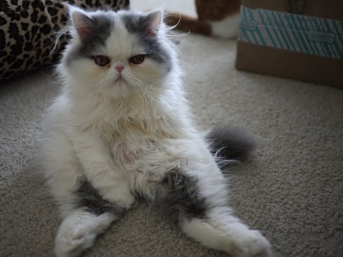 Persian Cat Sitting