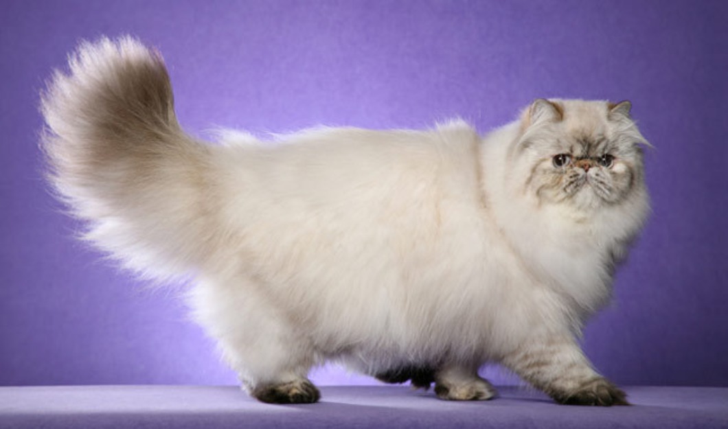 Persian Cat Standing