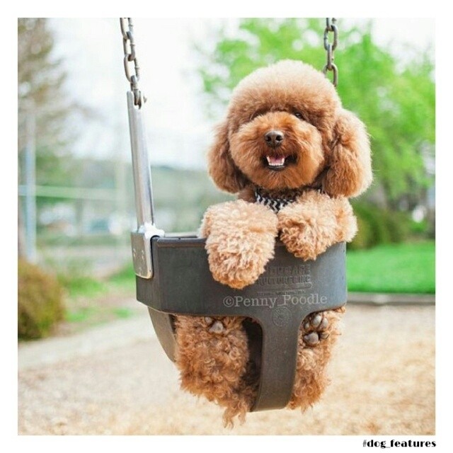 Poodle Dog On Swing