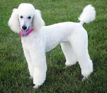 Poodle Dog Picture