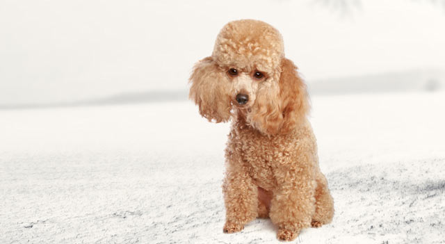 Poodle Dog Sitting On Snow