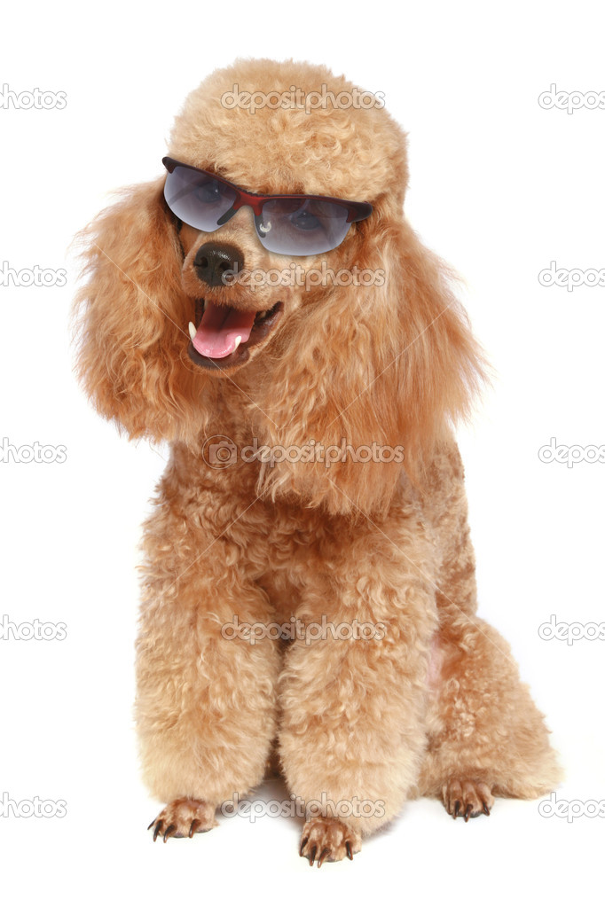 Poodle Dog Wearing Googles