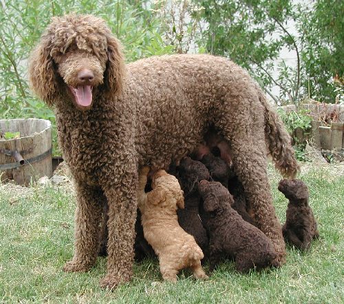 Poodle Mother Dog With Puppies