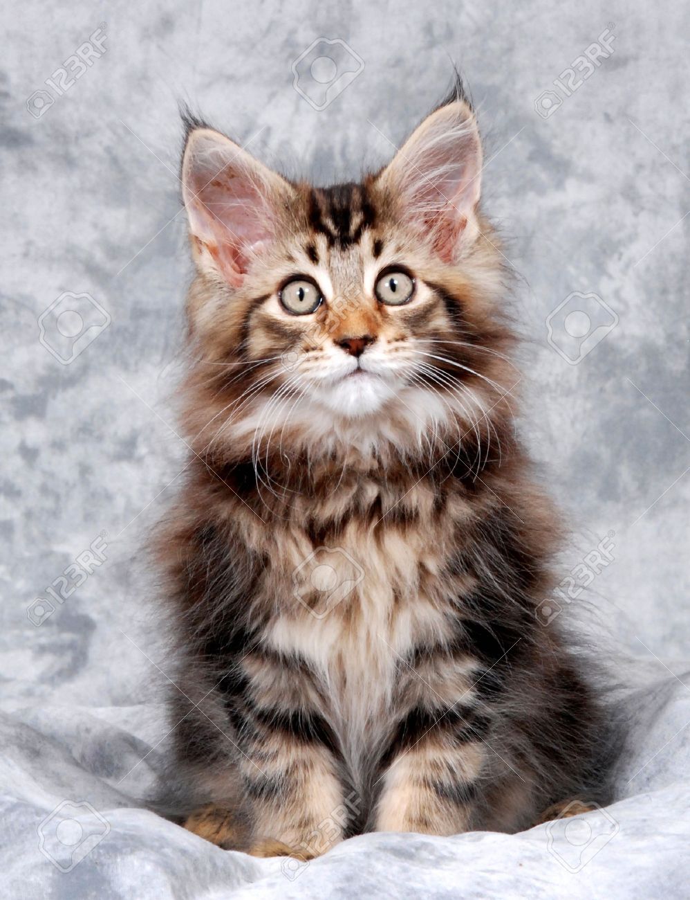 Portrait Of Maine Coon Kitten