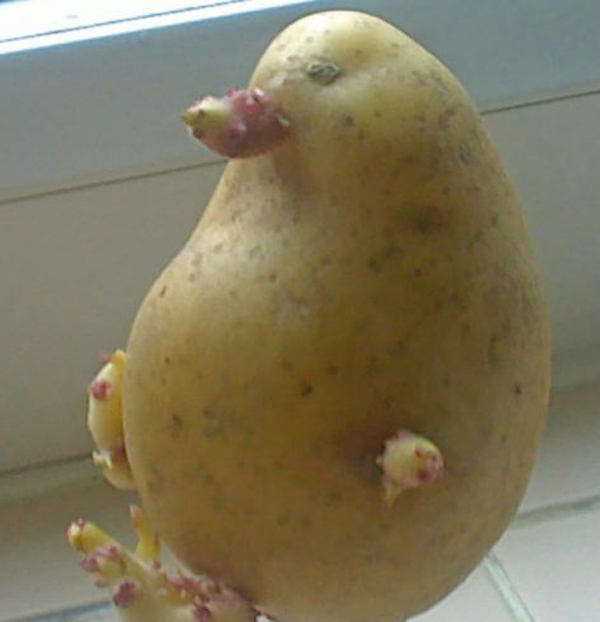 Potato Penguin Funny Vegetable Image