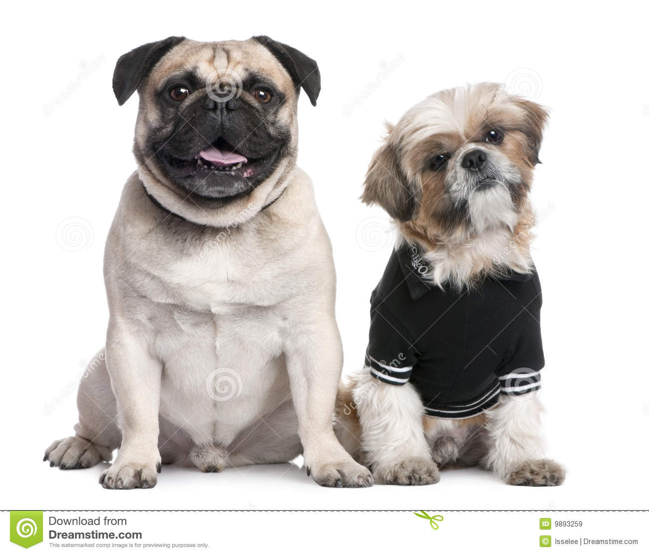 Pug And Shih Tzu Dog Picture