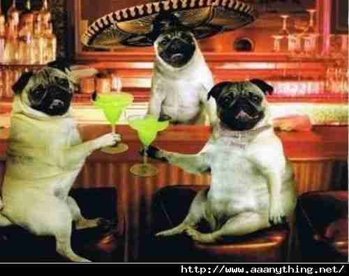 Pug Dogs In Club Funny Drinking Image