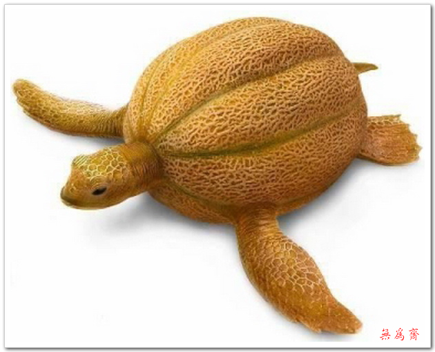Pumpkin Turtle Funny Vegetable Image
