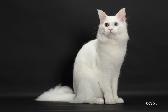 Pure White Maine Coon Cat