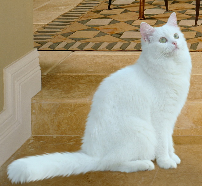 Pure White Ragdoll Cat