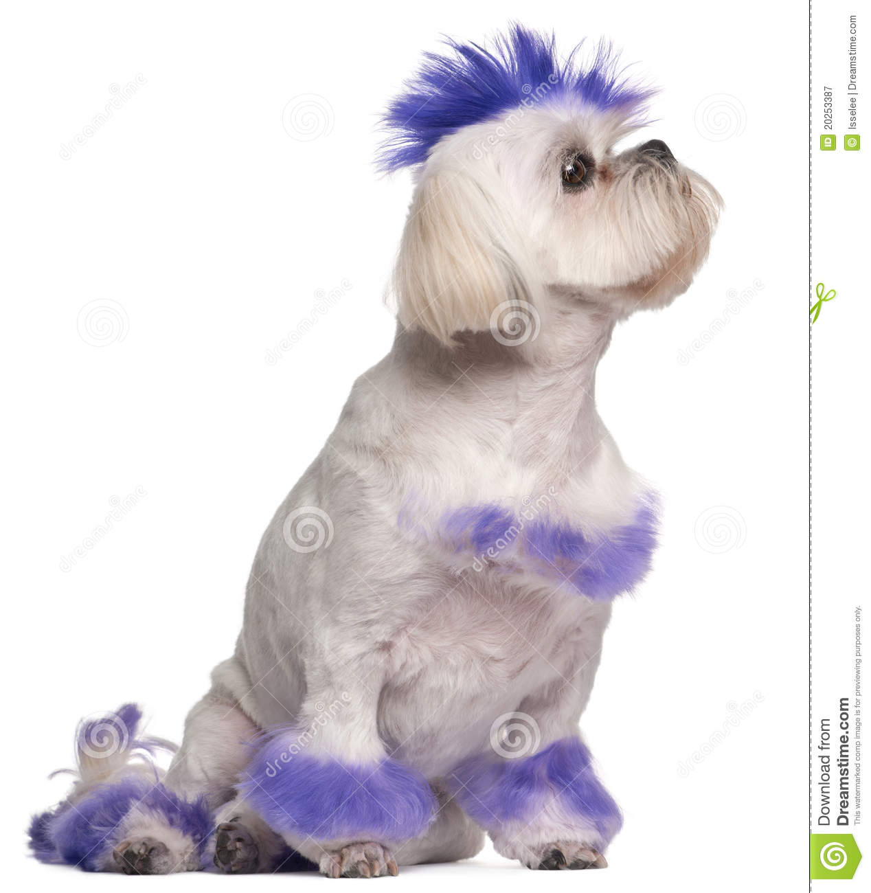 Purple Hair Shih Tzu Dog