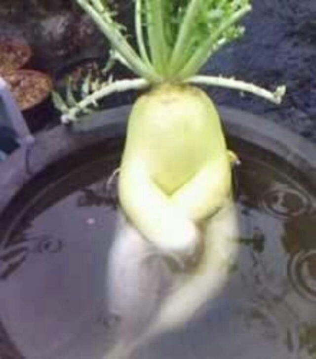 Radish In Bathtub Funny Vegetable Picture