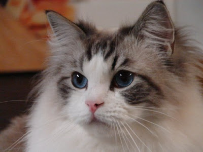 Ragdoll Cat Face Picture
