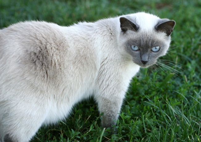 Ragdoll Cat In Grass