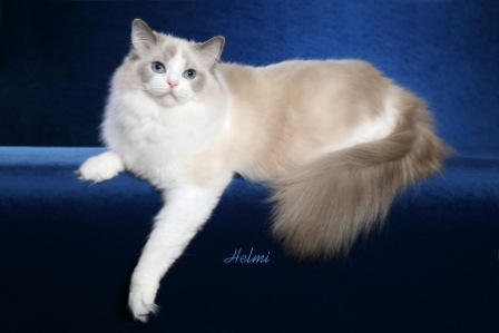 Ragdoll Cat Sitting On Blue Couch