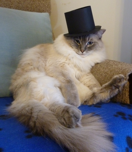 Ragdoll Cat With Black Hat