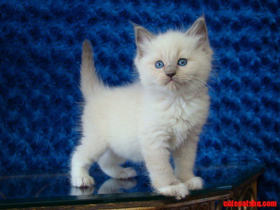 Ragdoll Kitten Cute Picture